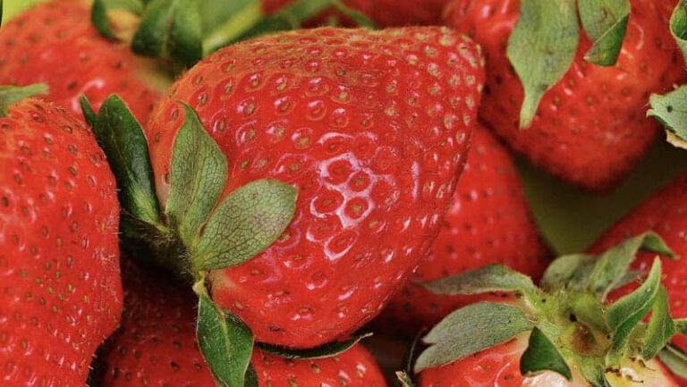 Strawberry Production Test Results