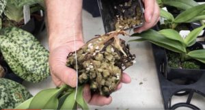 Read more about the article Indoor Test Results from Orchids Limited.