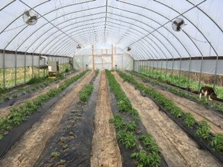 Scenic Valley Farms Solar Powered High Tunnel