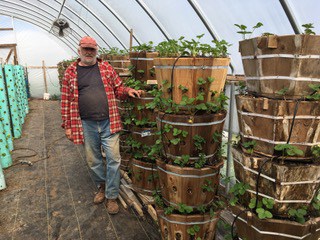 Vertical Strawberry Stacks With Increased Yield