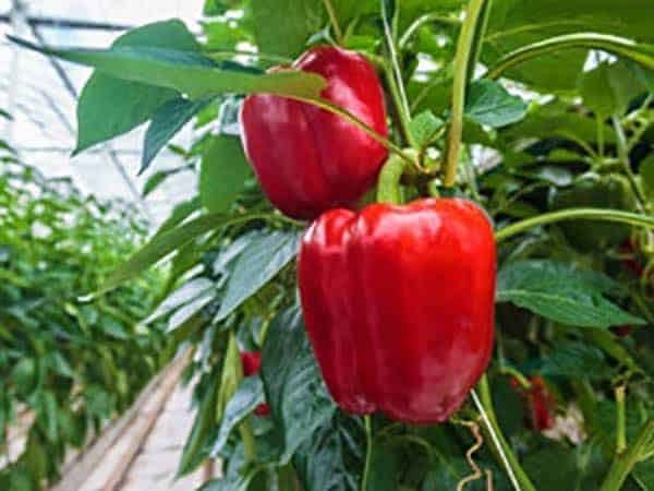 Indoor Greenhouse Bell Pepper Research Test Results