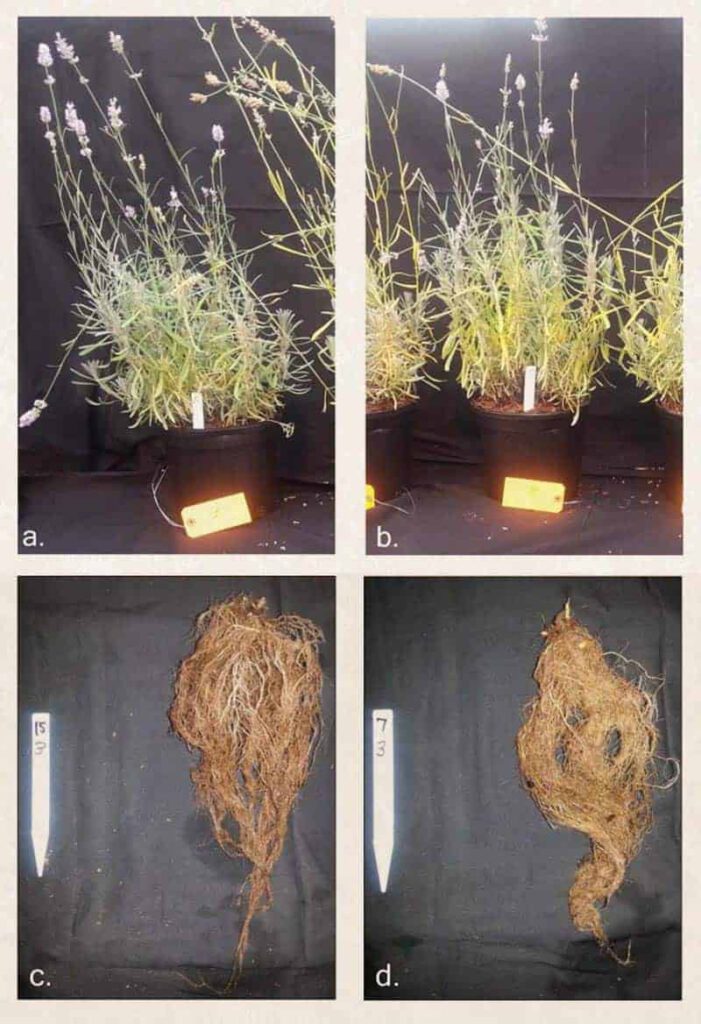 Lavender Roots Dissolved Oxygen Test Results
