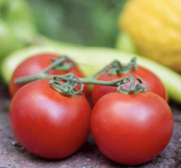 Tomato Test Grow Peppers Research